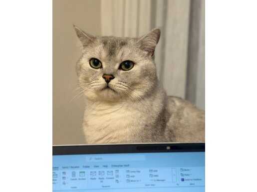 3 Yaşında Sağlıklı ve çok Yakışıklı, Kısırlaştırılmış Erkek