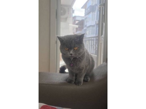 İzmir'de Kısırlaştırmak İstemediğim için Yeni Yuva