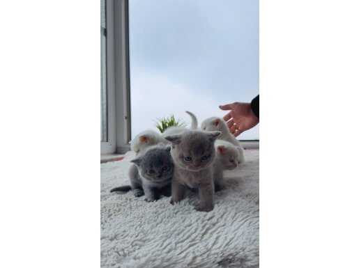 Safkan British Shorthair Yavruları: Sosyal ve Karakterli Bebekler
