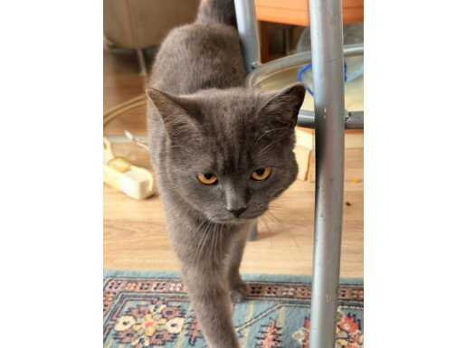 Eğitimli ve Karakterli 8 Aylık British Shorthair - Evcil Dostunuz