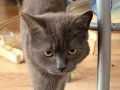 Eğitimli ve Karakterli 8 Aylık British Shorthair - Evcil Dostunuz