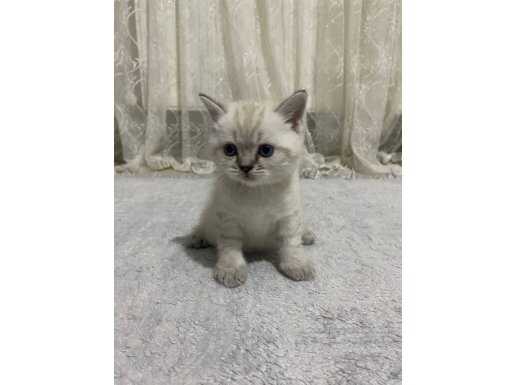 Bornova'da Tuvalet Eğitimli Safkan British Shorthair Yavruları
