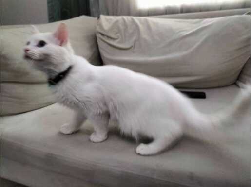 Mavi Gözlü Tam Safkan Ankara kedisi