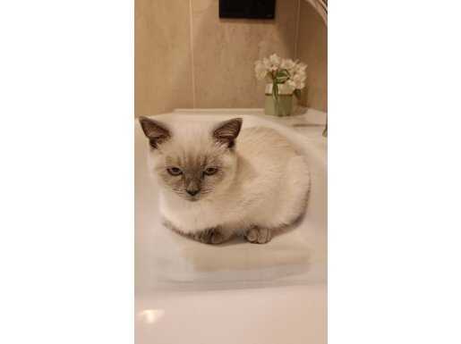 Mavi Bakışlı Orijinal Bluepoint: 3 Aylık Sosyal Dişi