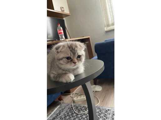 Bandırma Scottish Fold Yavruları: Kuru Mama Yiyen Oyuncu Canlar