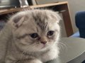 Bandırma Scottish Fold Yavruları: Kuru Mama Yiyen Oyuncu Canlar