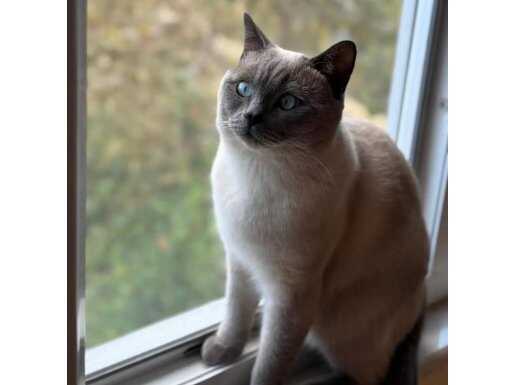 İstanbul Güngören’de 10 Aylık Eğitimli Erkek Siyam – Kaçırılmayacak Fırsat