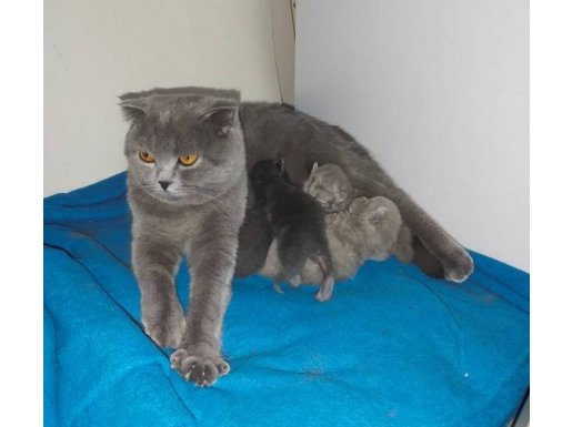 Samsun İlkadım’da Safkan Mavi Bakışlı Scottish Fold Yavruları!