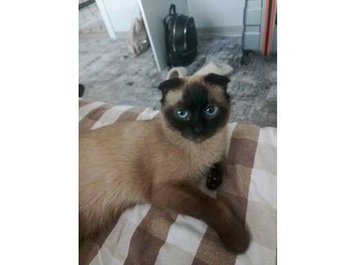 Ankara Çubuk'ta Huylu ve Eğitimli 1 Yaşında Siyam Kedisi