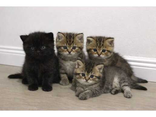 Sevimli yavru bebeklerimiz yeni yuvalarını arıyor 