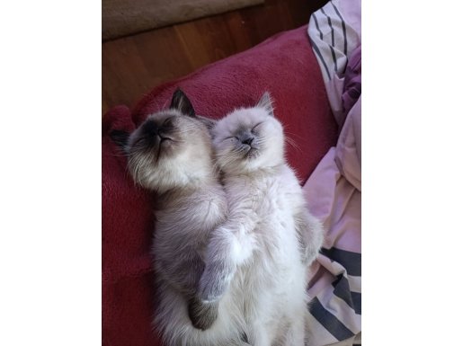 sevimli 2 british & 1 himalayan 2 aylik yavru kedi.
