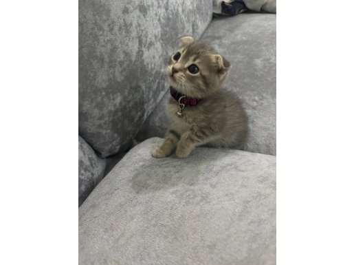 1 buçuk aylık Safkan Scottish Fold (kırık kulak)
