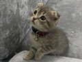1 buçuk aylık Safkan Scottish Fold (kırık kulak)