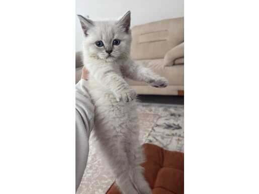 2 Aylık Blue Point British Longhair | Aşılı ve Tuvalet Eğitimli