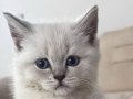 2 Aylık Blue Point British Longhair | Aşılı ve Tuvalet Eğitimli