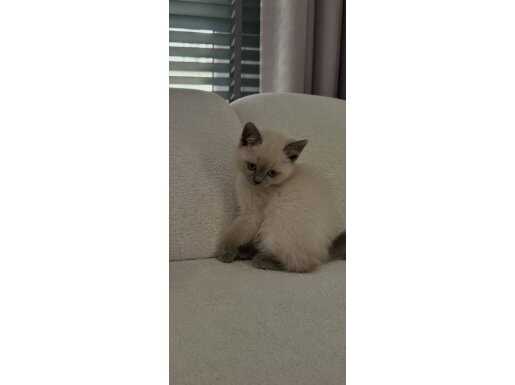 Mavi Gözlü British Shorthair Blue Point | Tuvalet Eğitimli Dişi Bebek