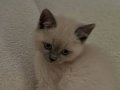 Mavi Gözlü British Shorthair Blue Point | Tuvalet Eğitimli Dişi Bebek