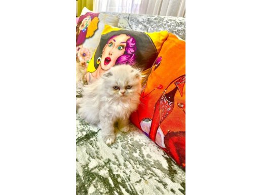 Muhteşem genetiğe sahip oyuncu yavrular