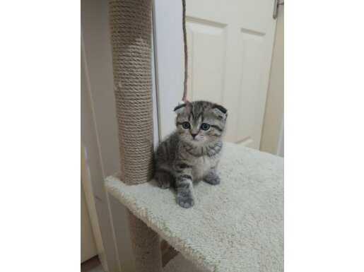 İstanbul Esenyurt Teslim 2 Aylık Tabby Desen Scottish Fold