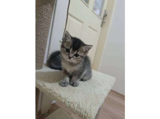 Annemizden sütten kesildik yeni yuvalarimizi arıyoz