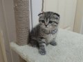 İstanbul Esenyurt Teslim 2 Aylık Tabby Desen Scottish Fold