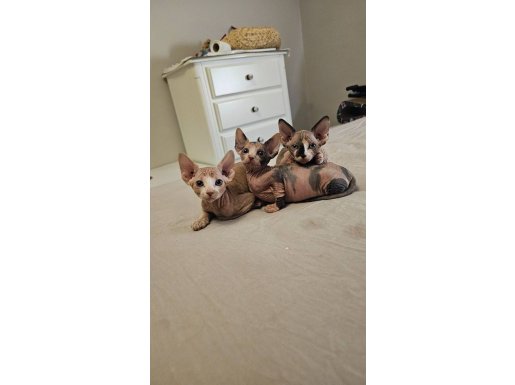 İzmir Karşıyaka'da Sıradışı Güzellikte Sphynx Yavruları