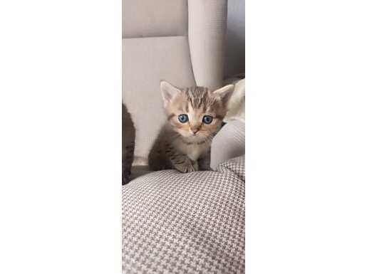 Sütten Kesilmiş, Eğitilmiş Tatlı British Shorthair Yavruları 