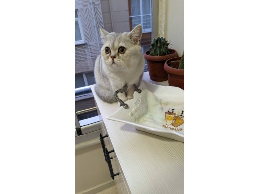 Alerji nedeniyle acil sahiplendirme Göz alıcı British Shorthair NS11 erkek kedi
