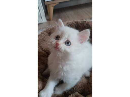 Güzeller güzeli minik british yavrular 