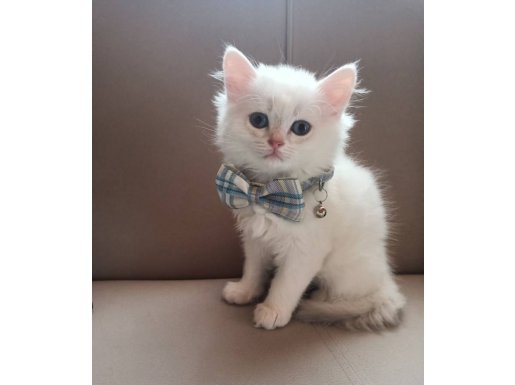 Yumuş Yumoş Tüyleriyle Harika British Yavrular 