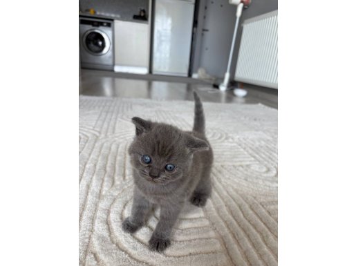 British longhair ve shorthair yavruları 
