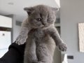 British longhair ve shorthair yavruları 