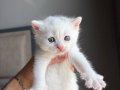 British longhair ve shorthair yavruları 