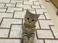 ACİL BRİTİSH TABBY MODEL