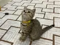 ACİL BRİTİSH TABBY MODEL