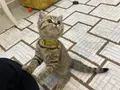 ACİL BRİTİSH TABBY MODEL