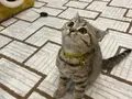 ACİL BRİTİSH TABBY MODEL