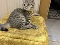 ACİL BRİTİSH TABBY MODEL
