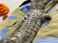 ACİL BRİTİSH TABBY MODEL