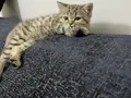 ACİL BRİTİSH TABBY MODEL