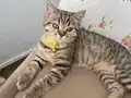 ACİL BRİTİSH TABBY MODEL