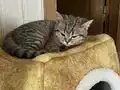 ACİL BRİTİSH TABBY MODEL
