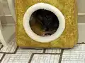 ACİL BRİTİSH TABBY MODEL