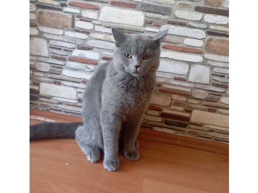 Eşyalarıyla Birlikte: 1 Yaşında Sosyal ve Eğitimli British Shorthair Duman