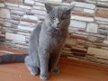 Eşyalarıyla Birlikte: 1 Yaşında Sosyal ve Eğitimli British Shorthair Duman