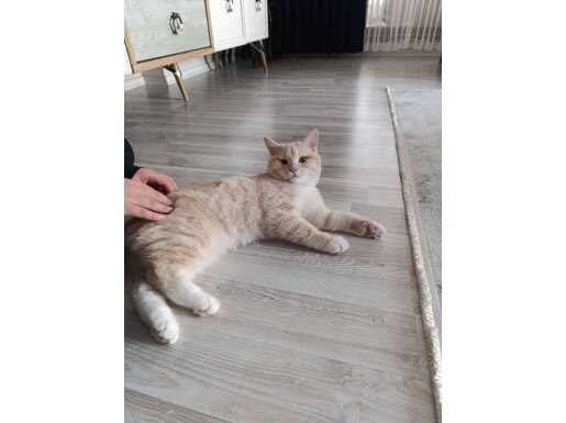 Oyuncu 5 Aylık British Shorthair Eksiksiz Malzemeleri ile Vereceğiz.