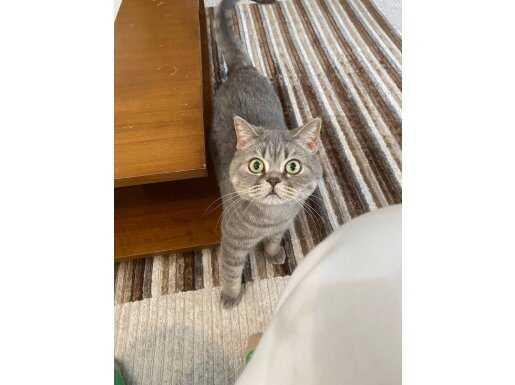 Kukiye yuva arıyoruz