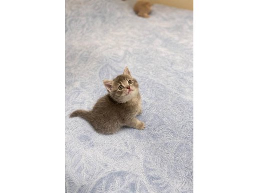 1.5 Aylık British Sevgi Dolu , Dost Canlısı Yavrular 