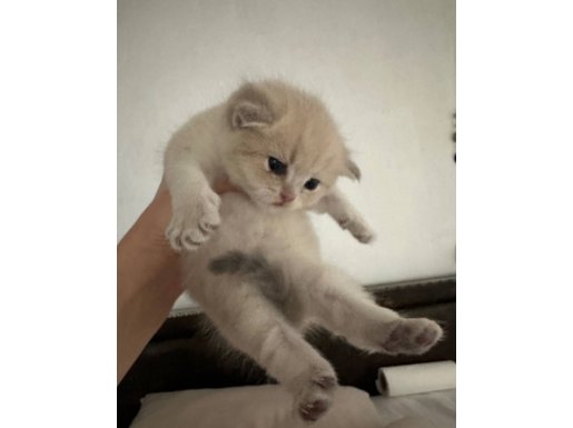 Marsik British Shorthair Bebeğimiz