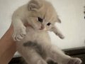 Marsik British Shorthair Bebeğimiz